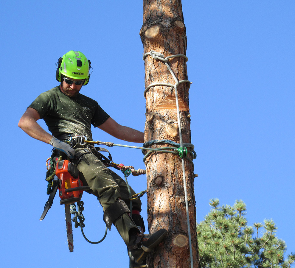 Arborist Brisbane Northside