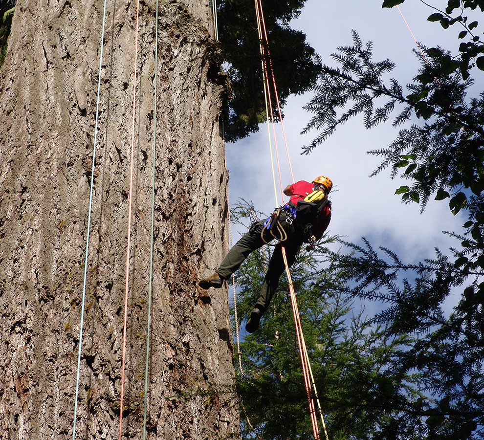 Arborist - Samson Rope