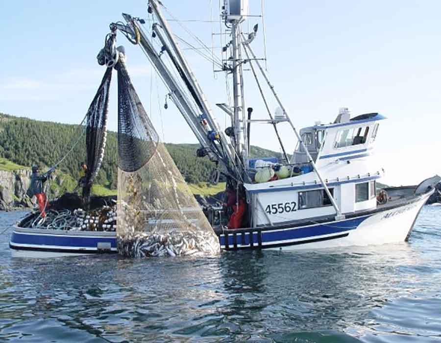 commercial-fishing-branding 3