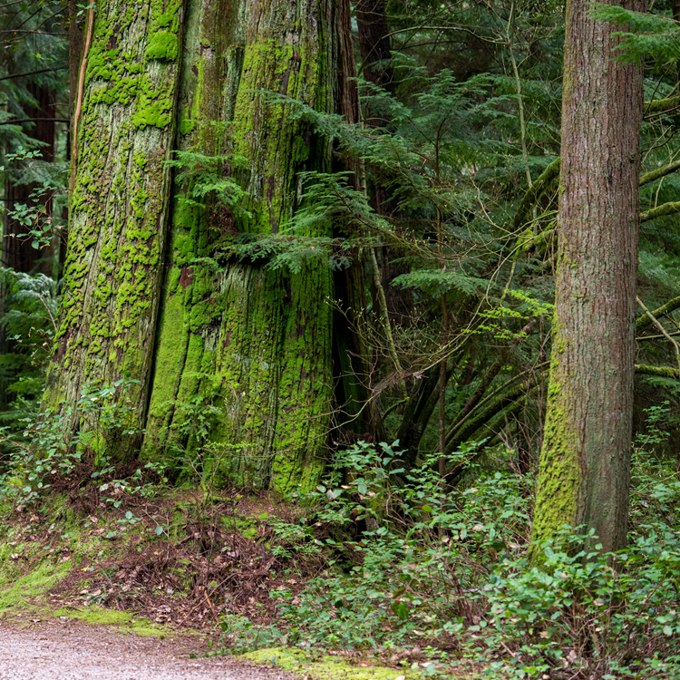 Old-growth-cedar-alongside-winding-foorest-path 750x750