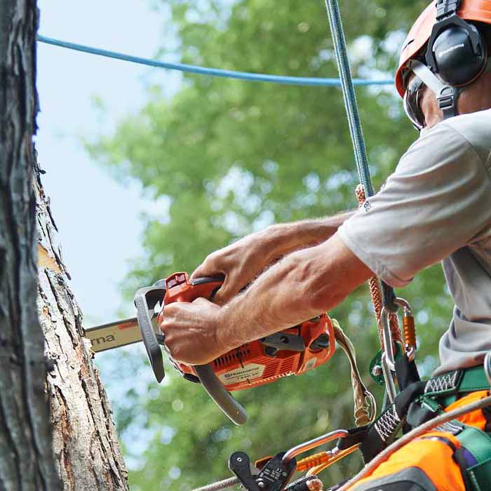 Arborist