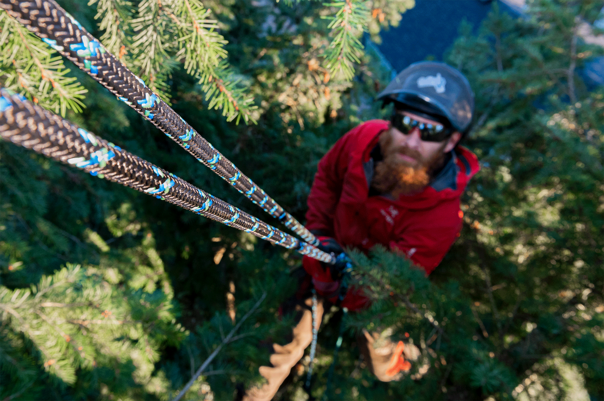 Arborist in tree